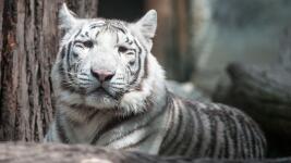bílí tygři 1zoo3